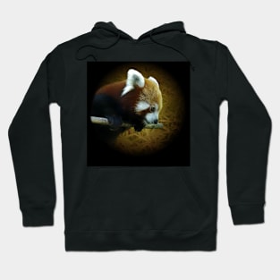 Red panda Hoodie